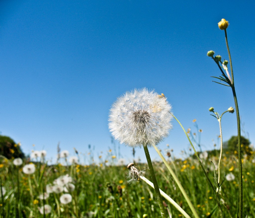 most common summer allergies