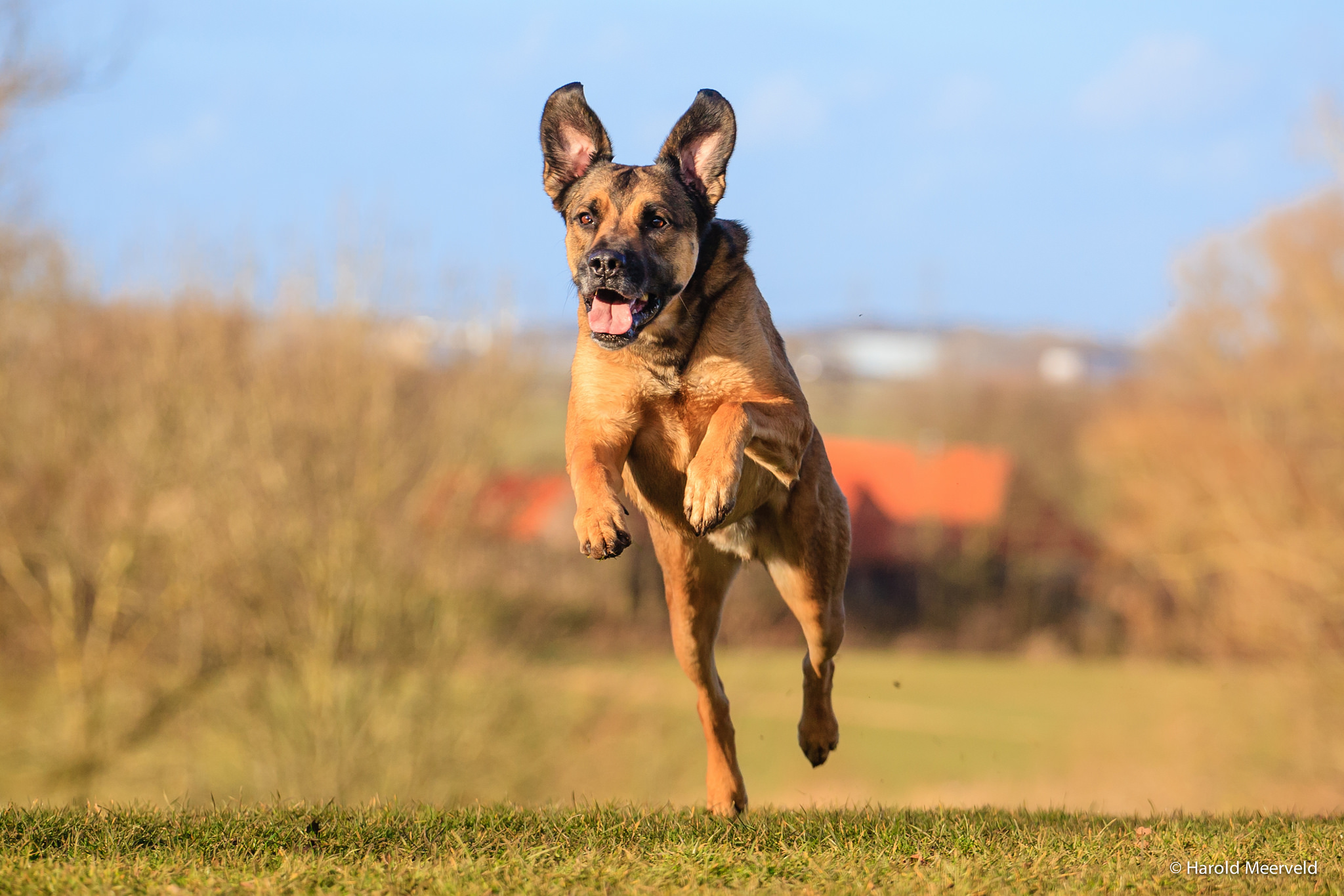  Why Do Dogs Jump Up To Greet