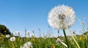most common summer allergies
